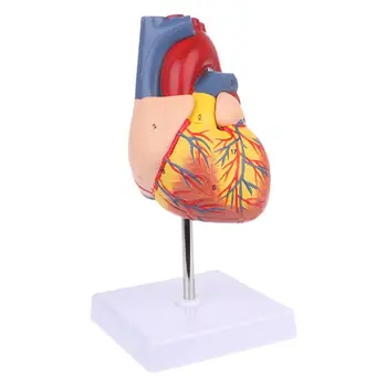 G5AA Разобранная анатомическая модель человеческого Сердца Медицинский Учебный инструмент по Анатомии